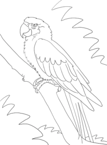 Parrot or macaw for coloring